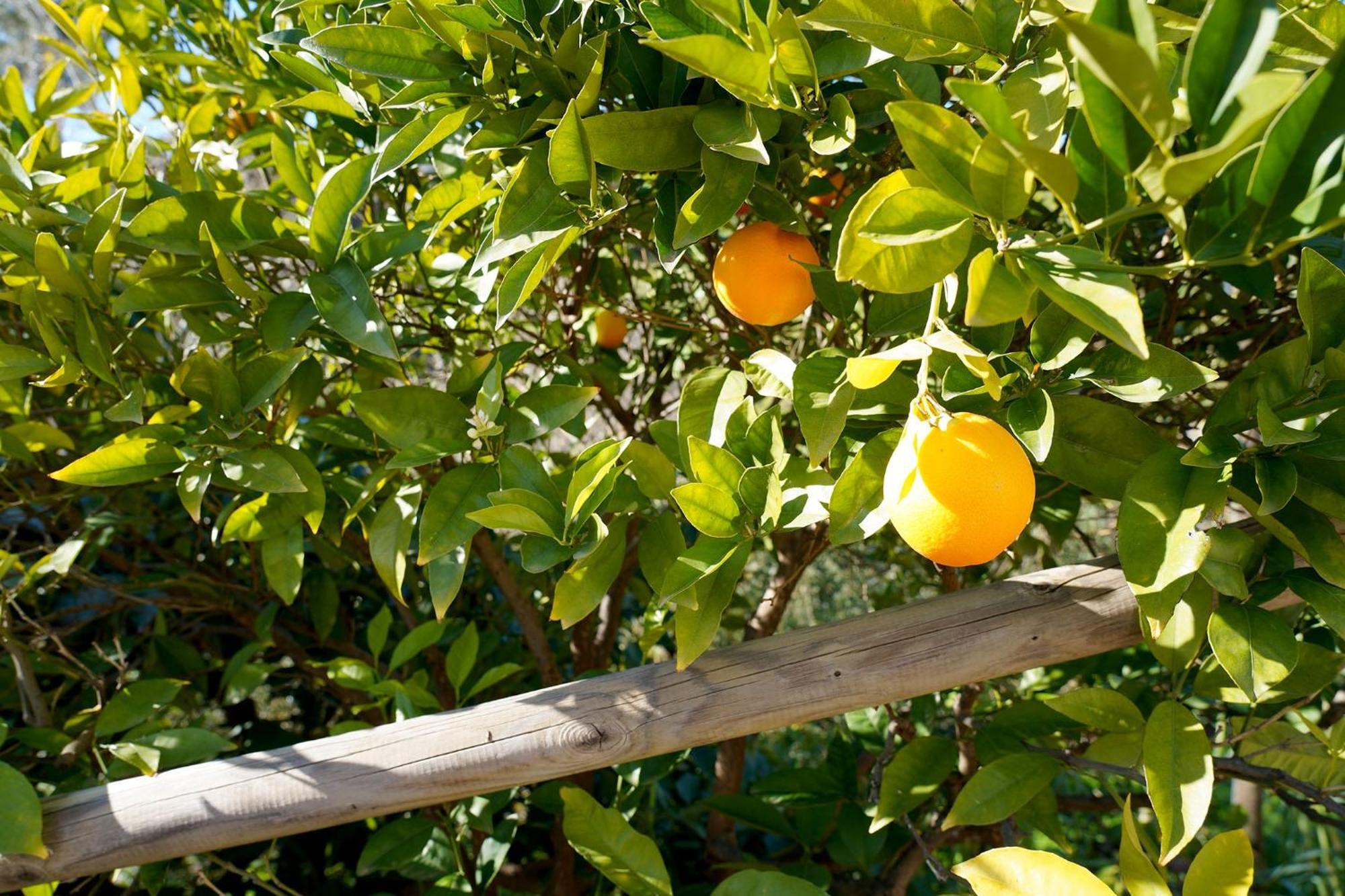 Cortijo Lagar De Luisa Borge Exterior foto