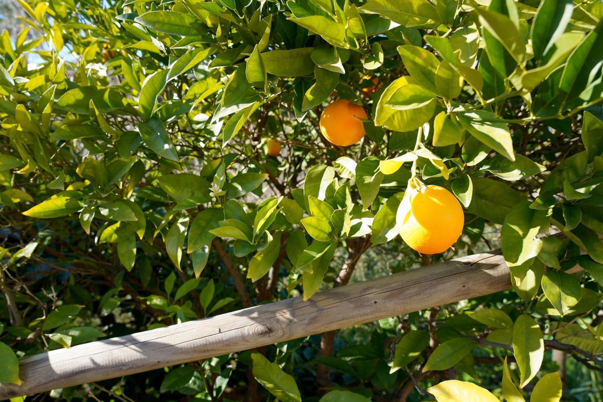 Cortijo Lagar De Luisa Borge Exterior foto